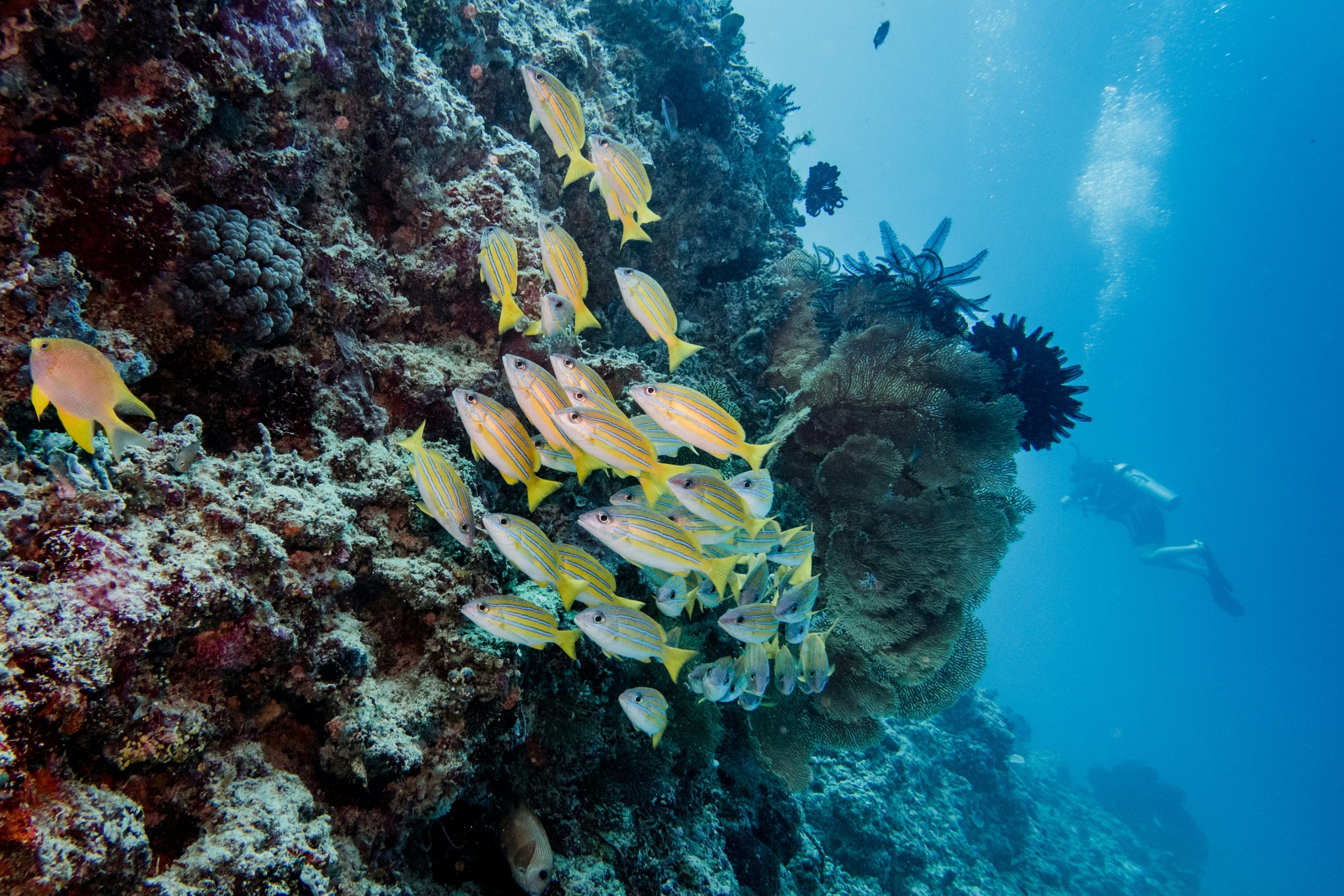 uber-scuba-gili-R-byq4YfoIc-unsplash